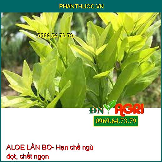 ALOE LÂN BO- Phân Hóa Mầm Hoa, Chống Rụng Bông Và Trái Non, Tăng Đậu Trái Cao