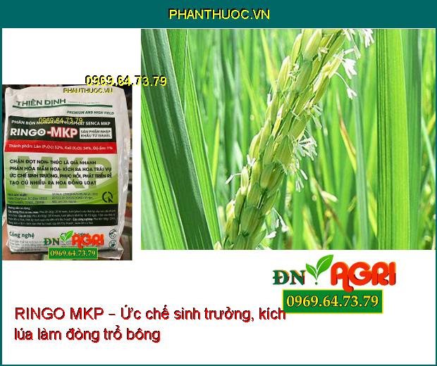 RINGO MKP – PHÂN BÓN KÍCH THÍCH RA HOA TRÁI VỤ, PHÁT TRIỂN RỂ, CỦ NHIỀU