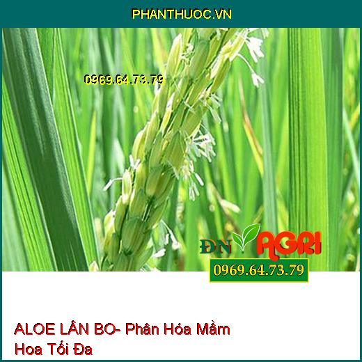 ALOE LÂN BO- Phân Hóa Mầm Hoa, Chống Rụng Bông Và Trái Non, Tăng Đậu Trái Cao