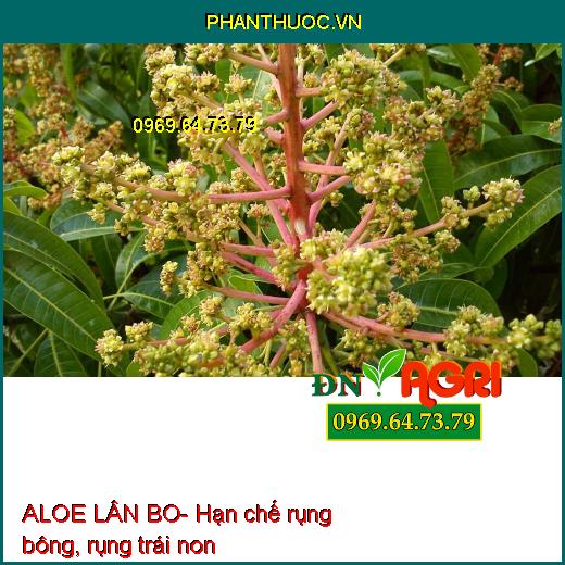 ALOE LÂN BO- Phân Hóa Mầm Hoa, Chống Rụng Bông Và Trái Non, Tăng Đậu Trái Cao