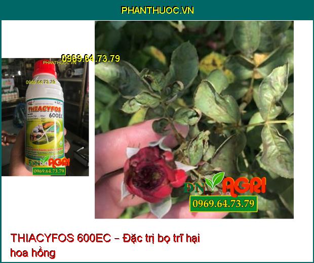 THIACYFOS 600EC – THUỐC ĐẶC TRỊ DIỆT TRỪ CÔN TRÙNG TỔNG HỢP