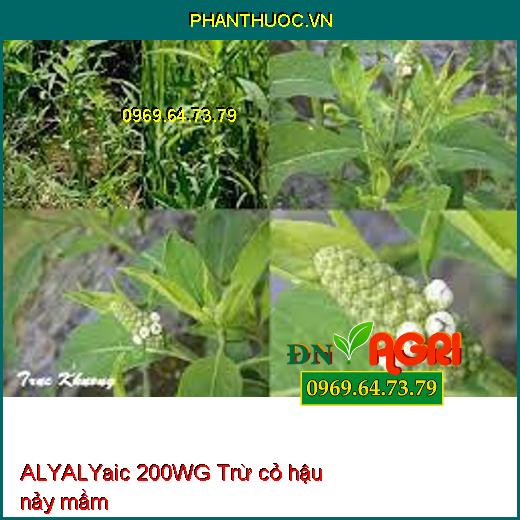 ALYALYaic 200WG Trừ cỏ hậu nảy mầm