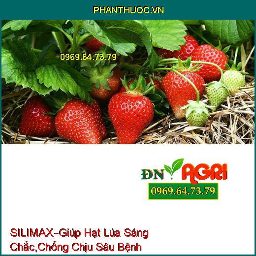 SILIMAX –Giúp Hạt Lúa Sáng Chắc, Lúa Cứng Cây, Chống Chịu Sâu Bệnh, Tăng Năng Suất