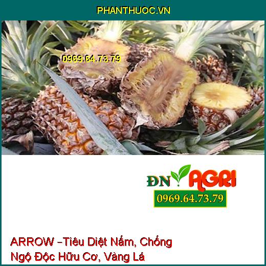 PHÂN BÓN LÁ HỖN HỢP ARROW –Tiêu Diệt Nấm, Chống Ngộ Độc Hữu Cơ, Vàng Lá