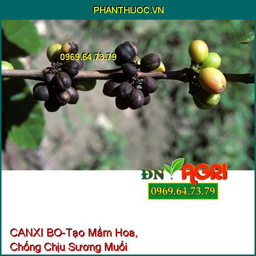 PHÂN BÓN LÁ CANXI BO-Tạo Mầm Hoa, Chống Chịu Sương Muối, Tăng Phẩm Chất Hạt