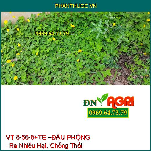 PHÂN BÓN LÁ VT 8-56-8+TE –ĐẬU PHỘNG –Ra Nhiều Hạt, Chống Thối