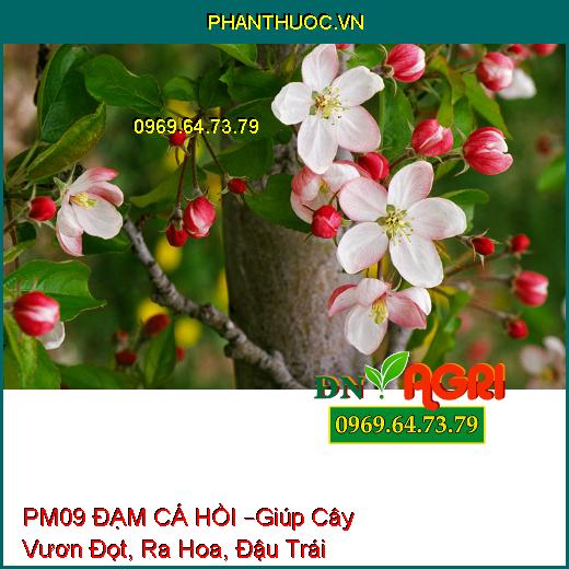 PHÂN BÓN LÁ PM09 ĐẠM CÁ HỒI –Giúp Cây Vươn Đọt, Tăng Khả Năng Ra Hoa, Đậu Trái