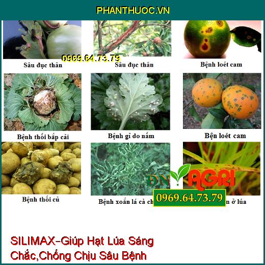 SILIMAX –Giúp Hạt Lúa Sáng Chắc, Lúa Cứng Cây, Chống Chịu Sâu Bệnh, Tăng Năng Suất