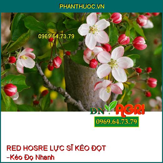 PHÂN BÓN LÁ RED HOSRE LỰC SĨ KÉO ĐỌT –Kéo Đọ Nhanh, Xử Lý Ra Hoa Kịp Thời Vụ