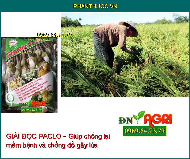 GIẢI ĐỘC PACLO – PHÂN VI LƯỢNG KE BO MG –Xanh Lá, Mượt Lá, Chống Nấm Bệnh