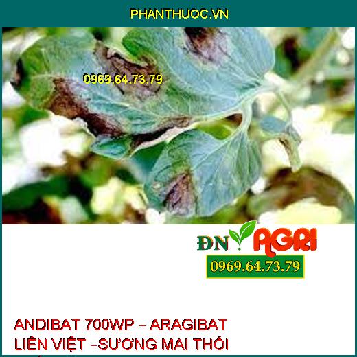 ANDIBAT 700WP – ARAGIBAT LIÊN VIỆT –SƯƠNG MAI THỐI THÂN