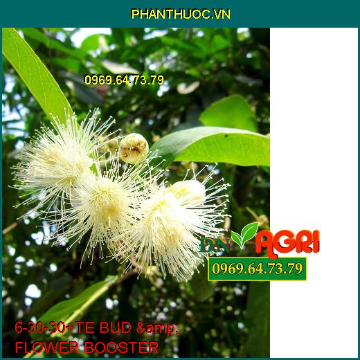 PHÂN BÓN LÁ 6-30-30+TE BUD & FLOWER BOOSTER –Chống Rụng Hoa Trái, Lúa Chắc Hạt