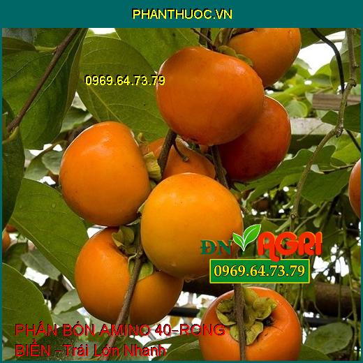 PHÂN BÓN NPK BỔ SUNG VI LƯỢNG NOTUGROW– AMINO 40 – RONG BIỂN –Trái Lớn Nhanh