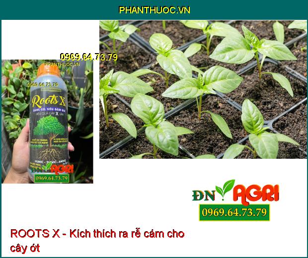 ROOTS X: Bổ Sung Humic- Fulvic- Amino- Siêu Ra Rễ, Nuôi Trái, Lớn Trái