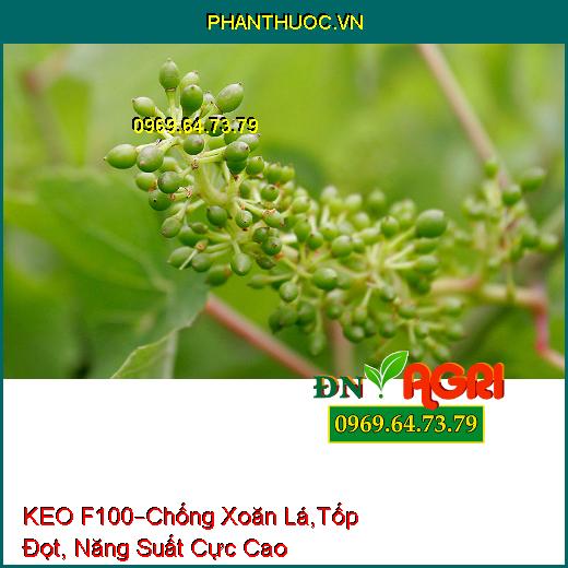 KEO F100 CHỐNG RỤNG TRÁI BƠ –Chống Xoăn Lá, Tốp Đọt, Năng Suất Cực Cao