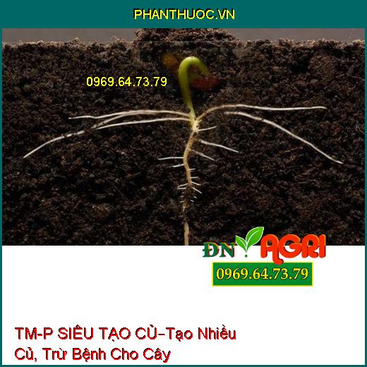 PHÂN BÓN LÁ CAO CẤP TM-P SIÊU TẠO CỦ KHOAI –Tạo Nhiều Củ, Hạn Chế Bệnh Cho Cây