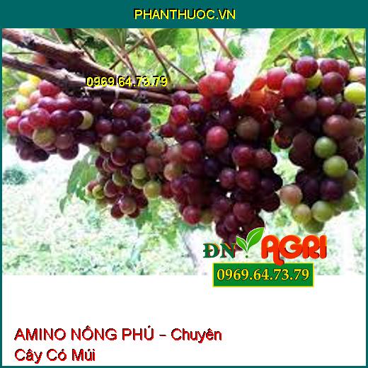 AMINO NÔNG PHÚ – Chuyên Cây Có Múi