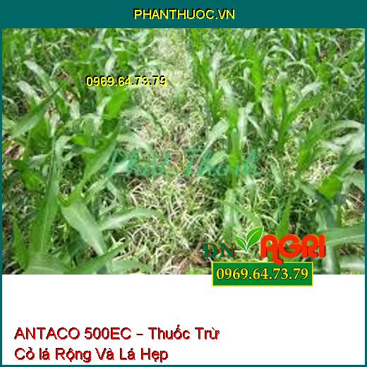 ANTACO 500EC – Thuốc Trừ Cỏ lá Rộng Và Lá Hẹp