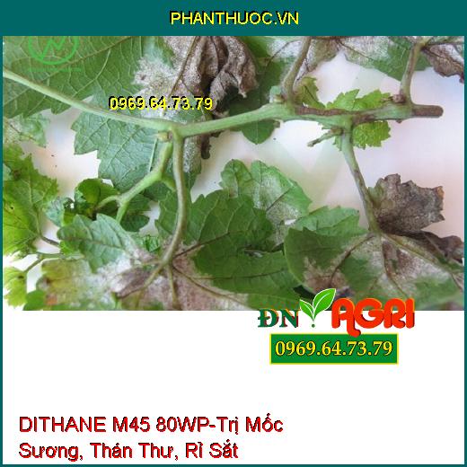 DITHANE M45 80WP-Trị Mốc Sương, Thán Thư, Rỉ Sắt