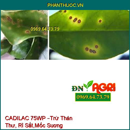 CADILAC 75WP –Trừ Thán Thư, Rỉ Sắt,Mốc Suơng