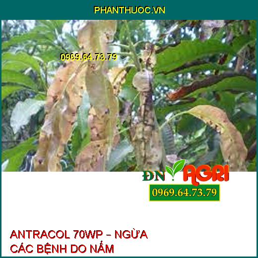 ANTRACOL 70WP – NGỪA CÁC BỆNH DO NẤM