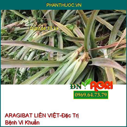 ARAGIBAT LIÊN VIỆT-Đặc Trị Bệnh Vi Khuẩn