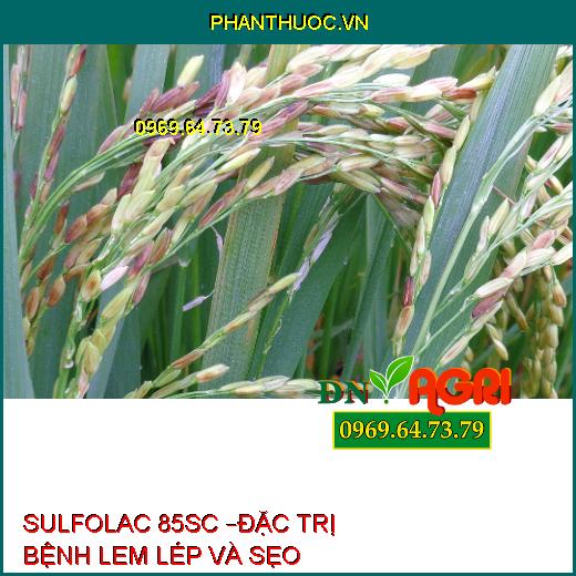 SULFOLAC 85SC –ĐẶC TRỊ BỆNH LEM LÉP VÀ SẸO