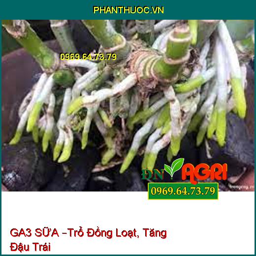 GA3 SỮA –Trổ Đồng Loạt, Tăng Đậu Trái