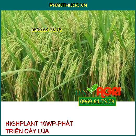 HIGHPLANT 10WP-PHÁT TRIỄN CÂY LÚA