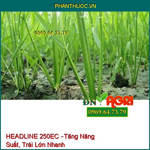 HEADLINE 250EC –Tăng Năng Suất, Trái Lớn Nhanh