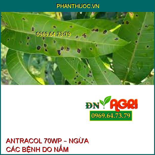 ANTRACOL 70WP – NGỪA CÁC BỆNH DO NẤM