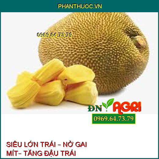 SIÊU LỚN TRÁI – NỞ GAI MÍT– TĂNG ĐẬU TRÁI