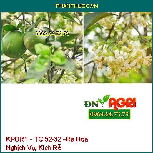 KPBR1 – TC 52-32 –Ra Hoa Nghịch Vụ, Kích Rễ