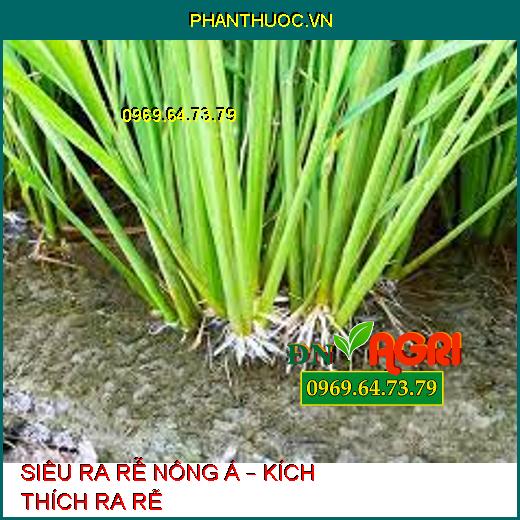 SIÊU RA RỄ NÔNG Á – KÍCH THÍCH RA RỄ