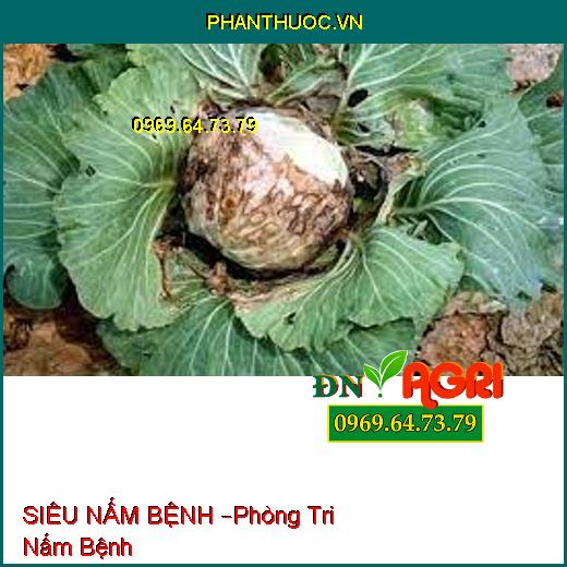 SIÊU NẤM BỆNH –Phòng Tri Nấm Bệnh