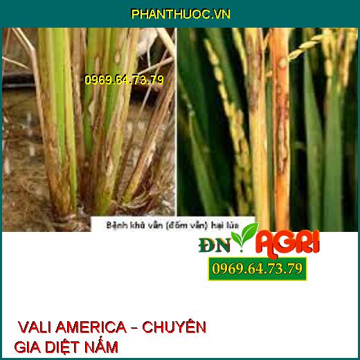  VALI AMERICA – CHUYÊN GIA DIỆT NẤM