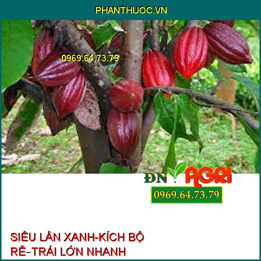 SIÊU LÂN XANH-KÍCH BỘ RỄ–TRÁI LỚN NHANH