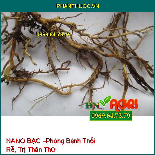 NANO BẠC –Phòng Bệnh Thối Rễ, Trị Thán Thứ