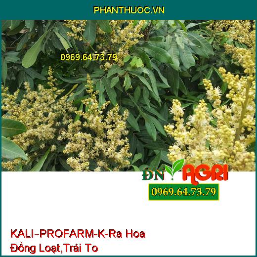 KALI–PROFARM-K-Ra Hoa Đồng Loạt,Trái To