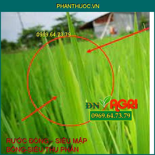 RƯỚC ĐÒNG – SIÊU MẬP BÔNG-SIÊU THỤ PHẤN