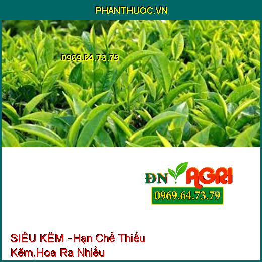 SIÊU KẼM –Hạn Chế Thiếu Kẽm,Hoa Ra Nhiều