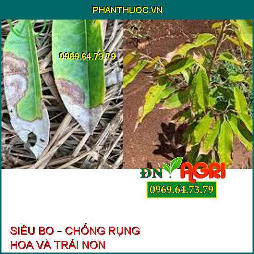 SIÊU BO – CHỐNG RỤNG HOA VÀ TRÁI NON