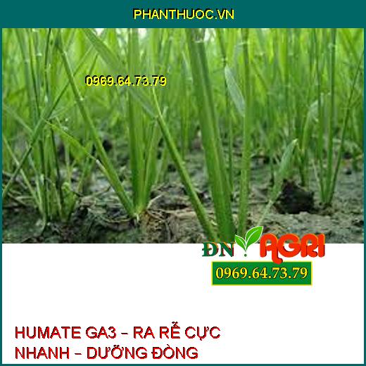 HUMATE GA3 – RA RỄ CỰC NHANH – DƯỠNG ĐÒNG