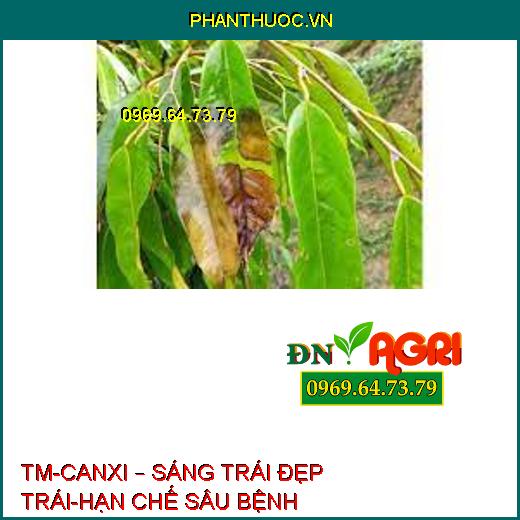 TM-CANXI – SÁNG TRÁI ĐẸP TRÁI-HẠN CHẾ SÂU BỆNH