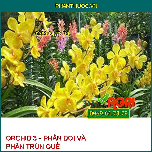 ORCHID 3 – PHÂN DƠI VÀ PHÂN TRÙN QUẾ