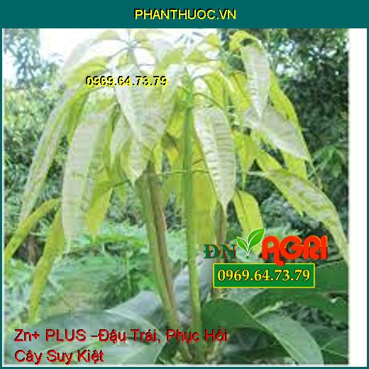 Zn+ PLUS –Đậu Trái, Phục Hồi Cây Suy Kiệt