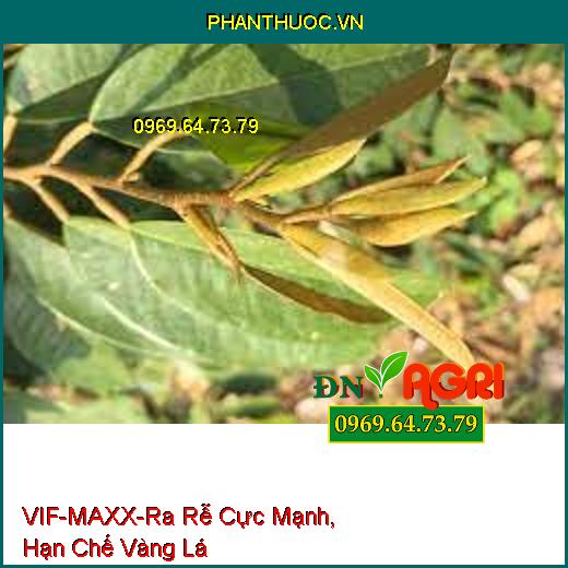 VIF-MAXX-Ra Rễ Cực Mạnh, Hạn Chế Vàng Lá