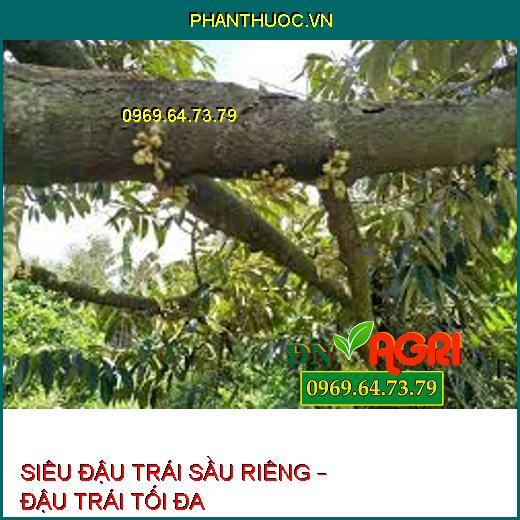 SIÊU ĐẬU TRÁI SẦU RIÊNG – ĐẬU TRÁI TỐI ĐA