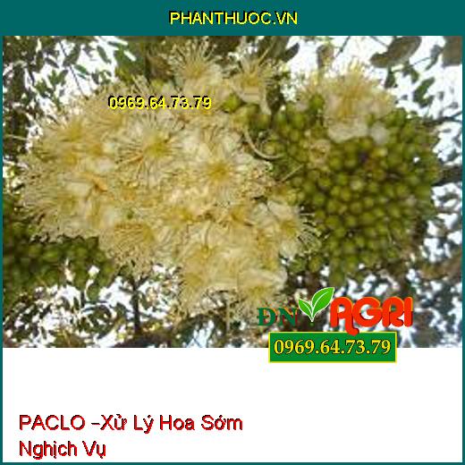 PACLO –Xử Lý Hoa Sớm Nghịch Vụ