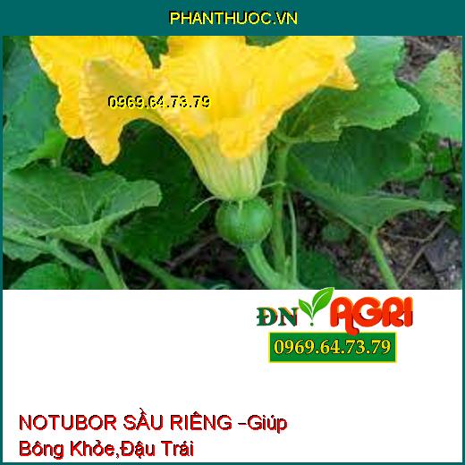 NOTUBOR SẦU RIÊNG –Giúp Bông Khỏe,Đậu Trái